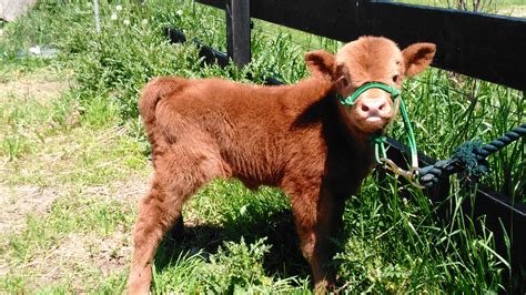 HSB Mini Cattle is located in Alabama but we ship all over the US. . Miniature highland cows for sale near arizona